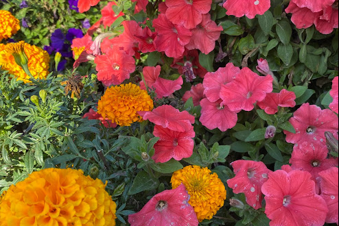 Miracle Garden- Dubai